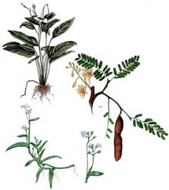 Djamu (Jamu) - medicinale kruiden, planten en vruchten