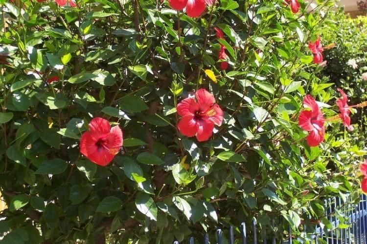 hibiscus_rosa-sinensis 3