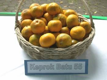 keprok-batu