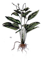 maranta arundinacea