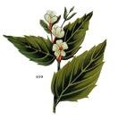 nyctanthes arbor tristis