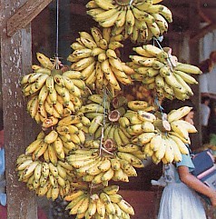 pisang-mas